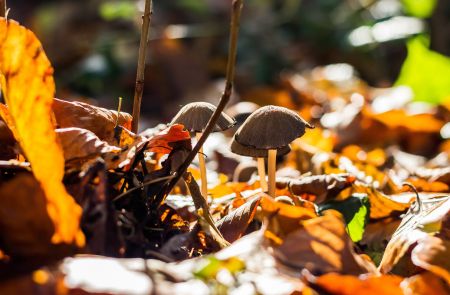 Het bos op je bord