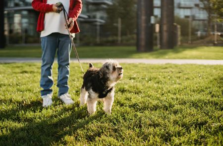 Who let the dogs out? Ga eens wandelen met een asielhond...